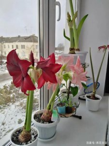 朱顶红养多久才能开花 从种植到开花要多长时间
