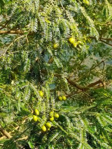 香榧多久成熟 从开花到结果成熟要多久