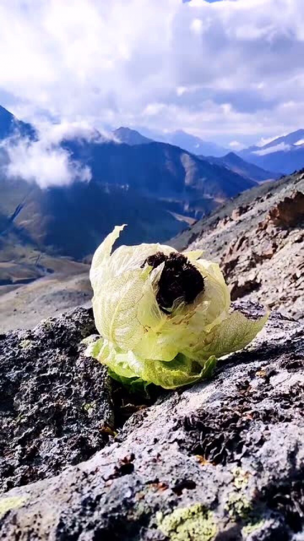 天山雪莲是国家保护植物吗