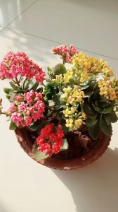 长寿花有几种颜色 分别是哪些颜色