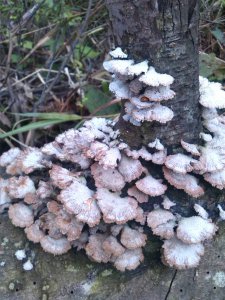 蘑菇是植物吗 属于腐生真菌