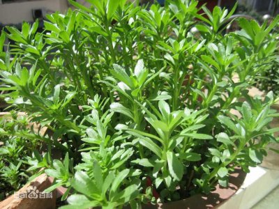 蔬菜是植物吗 大多属于什么植物