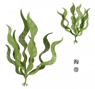 海带是植物吗 属于海藻类植物