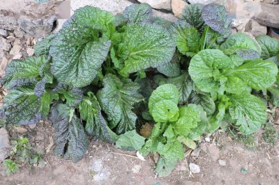 青菜属于哪类植物？ 青菜是什么植物类别