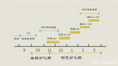 橘子一年花几次？ 橘子一年开几次花