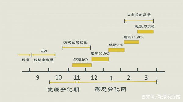 橘子一年开几次花