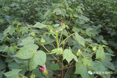 棉花叶子的形状比拟 棉花的叶子像什么形状