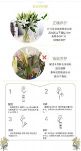跳舞兰怎么醒花 跳舞兰鲜花醒花方法