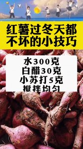 红薯怎么过冬天 红薯如何在冬季保存