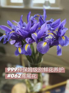 鸢尾怎么醒花 鸢尾鲜花醒花方法