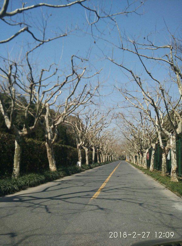 梧桐树怎么过冬天