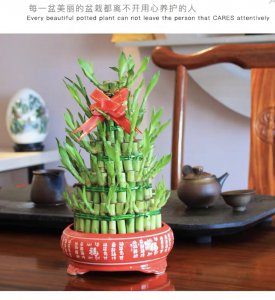 节节高多少钱一盆 节节高盆栽售价多少？