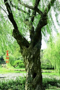 柳树能活多少年 柳树的寿命有多长？