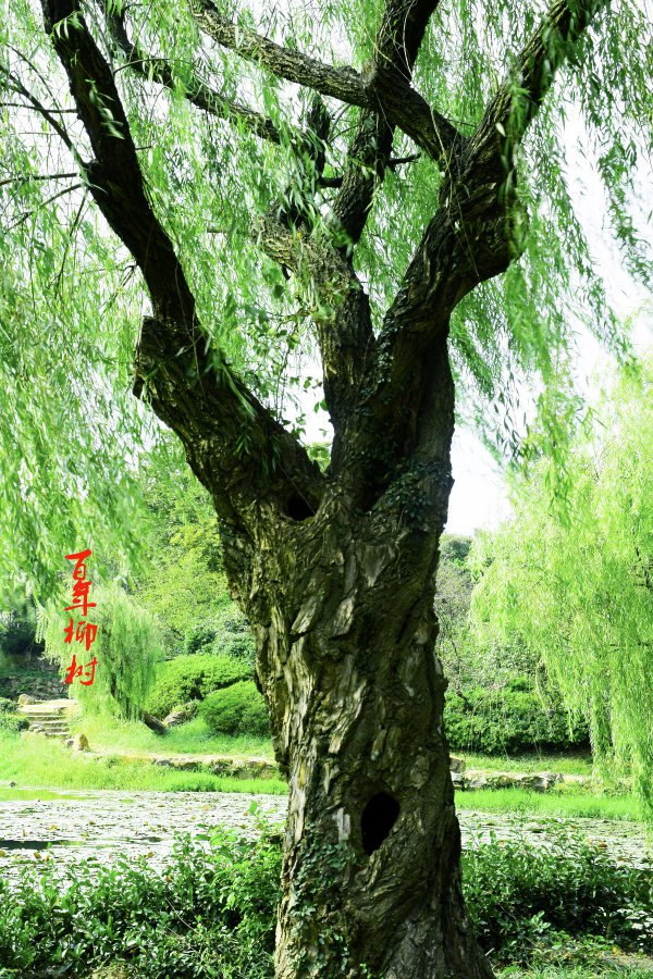 柳树能活多少年