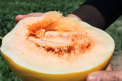 瓜州蜜瓜的成熟时间 瓜州蜜瓜什么时候成熟