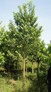 沉香树值钱吗 沉香树的价值如何？