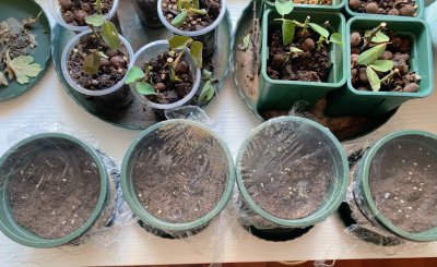 玛格丽特花有种子吗 玛格丽特花是否结种？