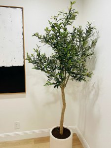 橄榄树值钱吗 橄榄树的价值如何？