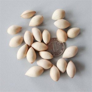 银杏有种子吗 银杏是否有种子？