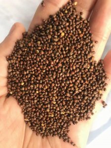 紫菜有种子吗 紫菜是否有种子？