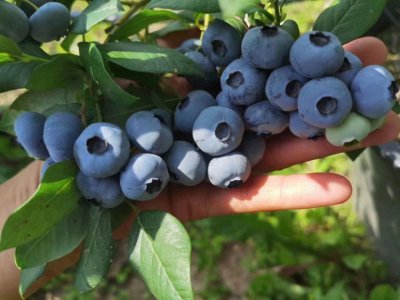 大连蓝莓什么时候成熟 大连蓝莓的成熟时间是何时？