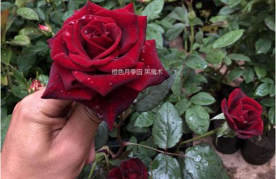 黑魔术是藤本还是灌木 黑魔术是藤本植物还是灌木？