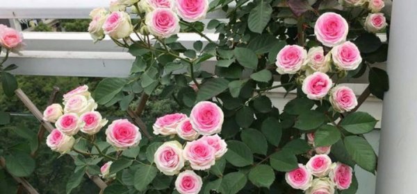 小伊甸园是藤本还是灌木