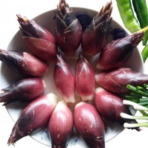 阳河是什么植物类别 阳河属于哪个植物类群？
