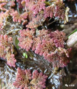浮萍属于哪类植物？ 浮萍是什么植物类别
