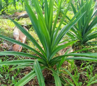 斑斓叶是什么植物 属于什么科植物