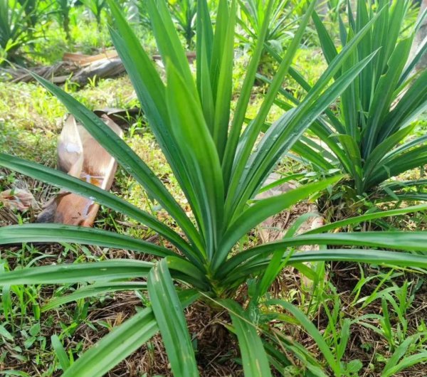 斑斓叶是什么植物 属于什么科植物