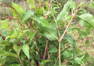 引子属于哪类植物？ 引子是什么植物类别