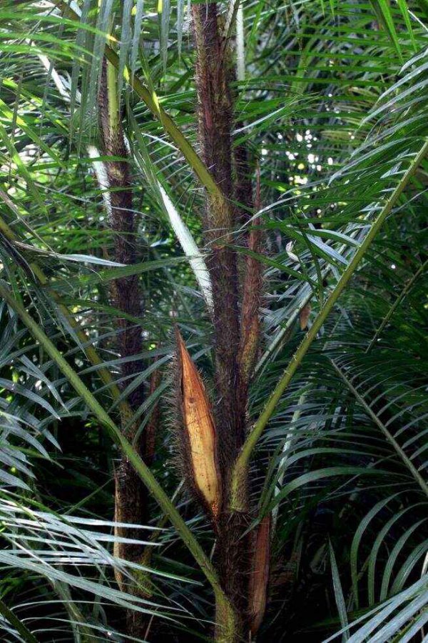 黄藤素是什么植物 属于什么科植物