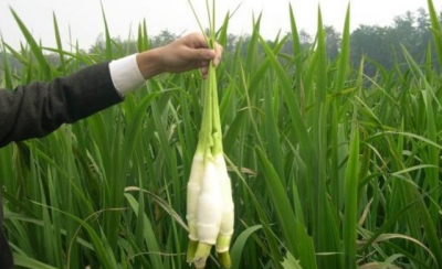 菱白是什么植物类别 菱白属于什么植物类别？