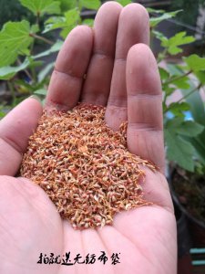 凉粉籽是什么植物类别 凉粉籽属于哪个植物类？