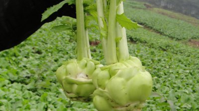 榨菜是什么植物类别 榨菜属于哪个植物分类？