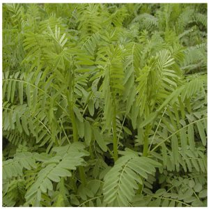 旺草是什么植物类别 旺草属于哪个植物类别？