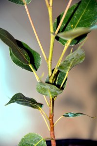 金丝菩提是什么植物 属于什么科植物