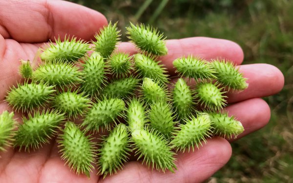 苍耳子是什么植物 属于什么科植物
