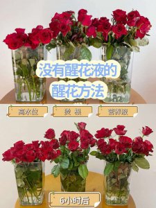 太阳花怎么醒花 太阳花鲜花的醒花方法与步骤