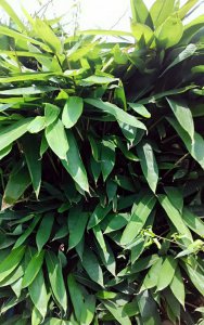 粽子叶是什么植物 属于什么科植物