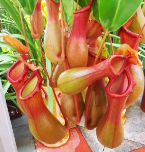 猪笼草是什么植物 属于什么科植物