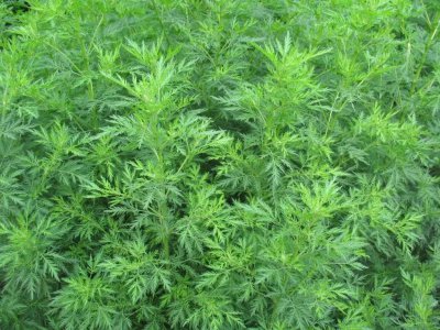 青蒿素是什么植物 属于什么科植物