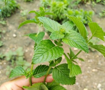 烧仙草是什么植物 属于什么科植物