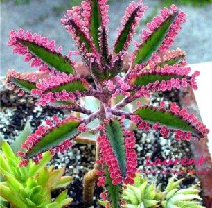 落地生根是什么植物 属于什么科植物
