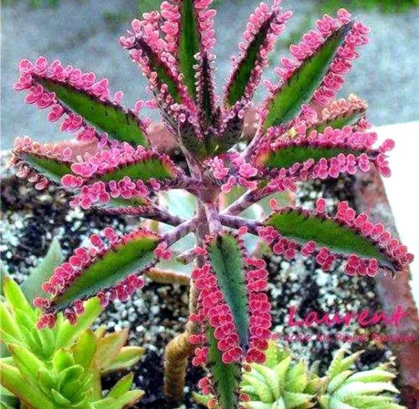 落地生根是什么植物 属于什么科植物