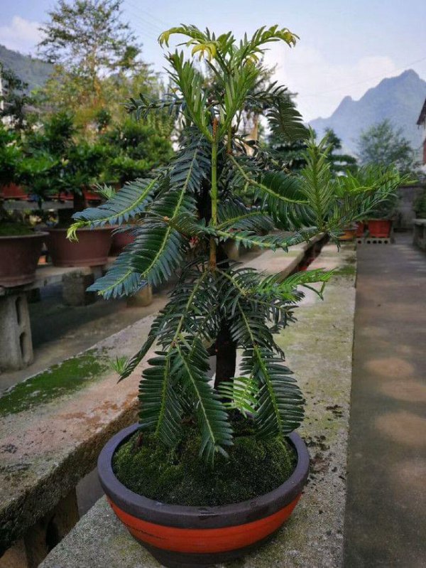 榧树值钱吗