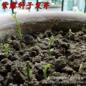 飘香藤有种子吗 飘香藤是否结种子？