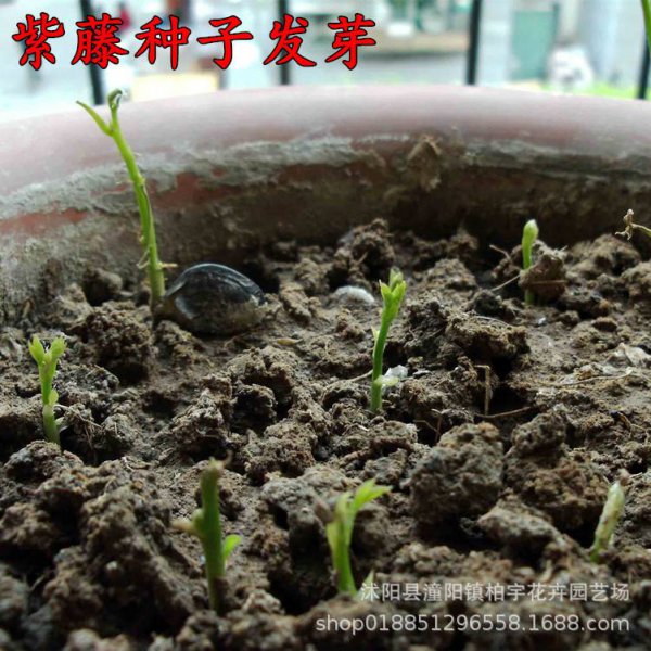 飘香藤有种子吗
