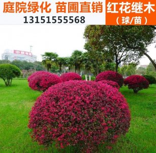 红花继木耐寒吗 红花继木抗寒性如何？